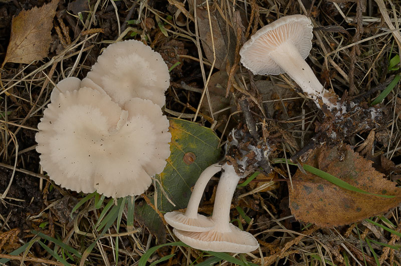 Clitocybe houghtonii